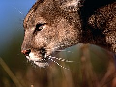 Mountain Lion, Flathead Valley, Montana
